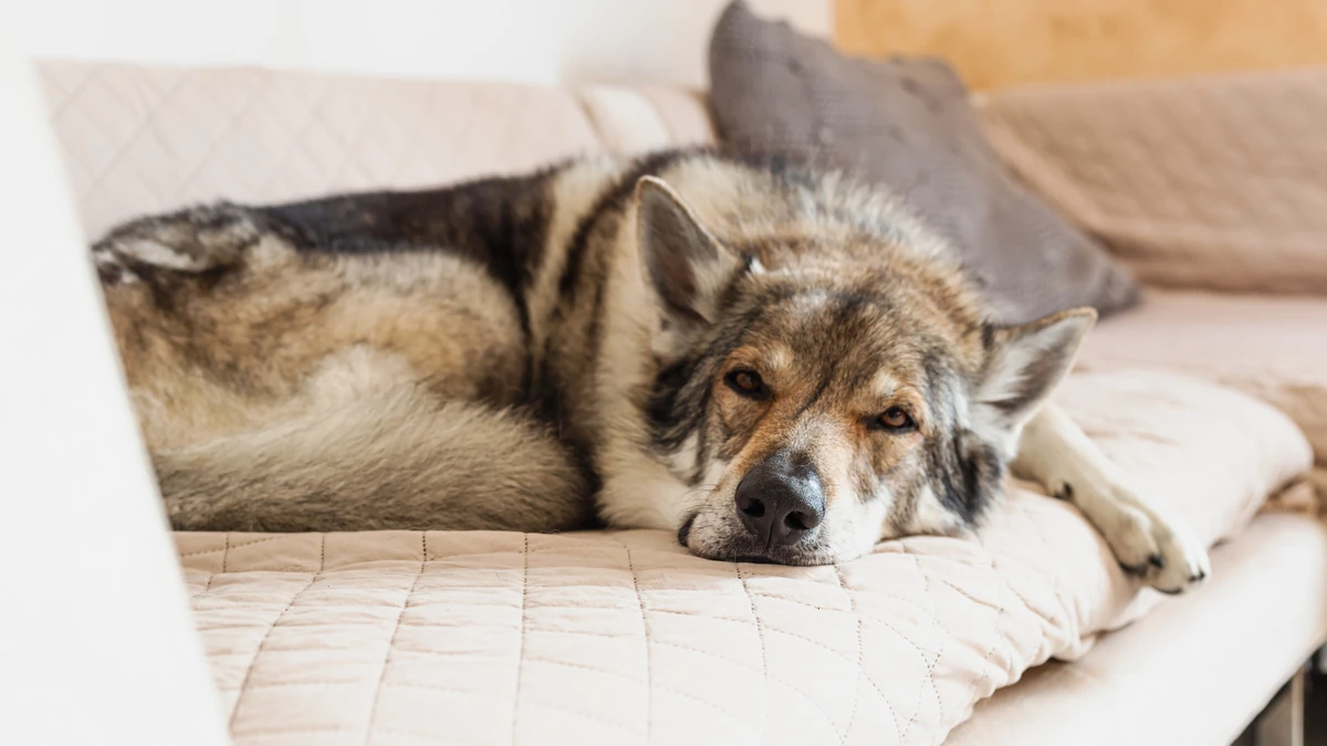 Lupo Cecoslovacco - Carattere, Addestramento e Salute - 04