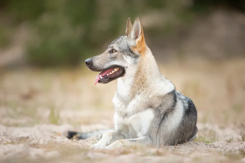 Lupo Cecoslovacco - Carattere, Addestramento e Salute - 05