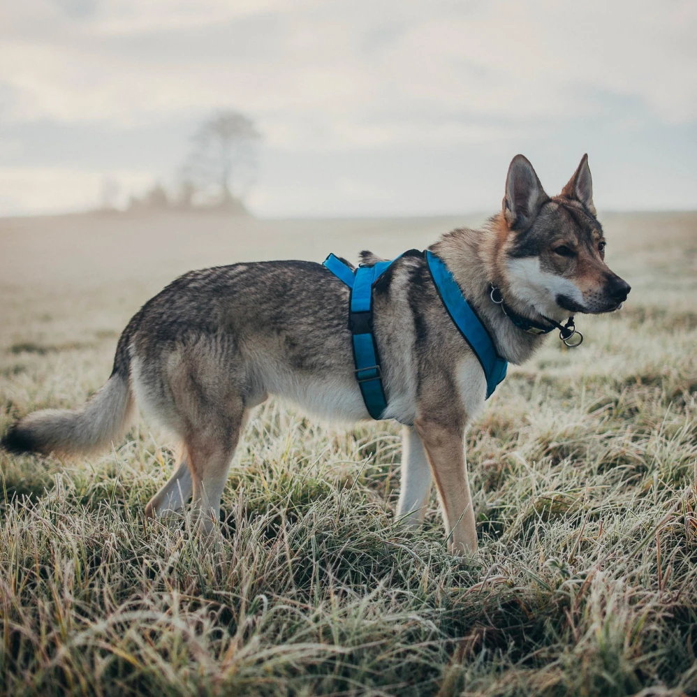 Lupo Cecoslovacco - Carattere, Addestramento e Salute - 06