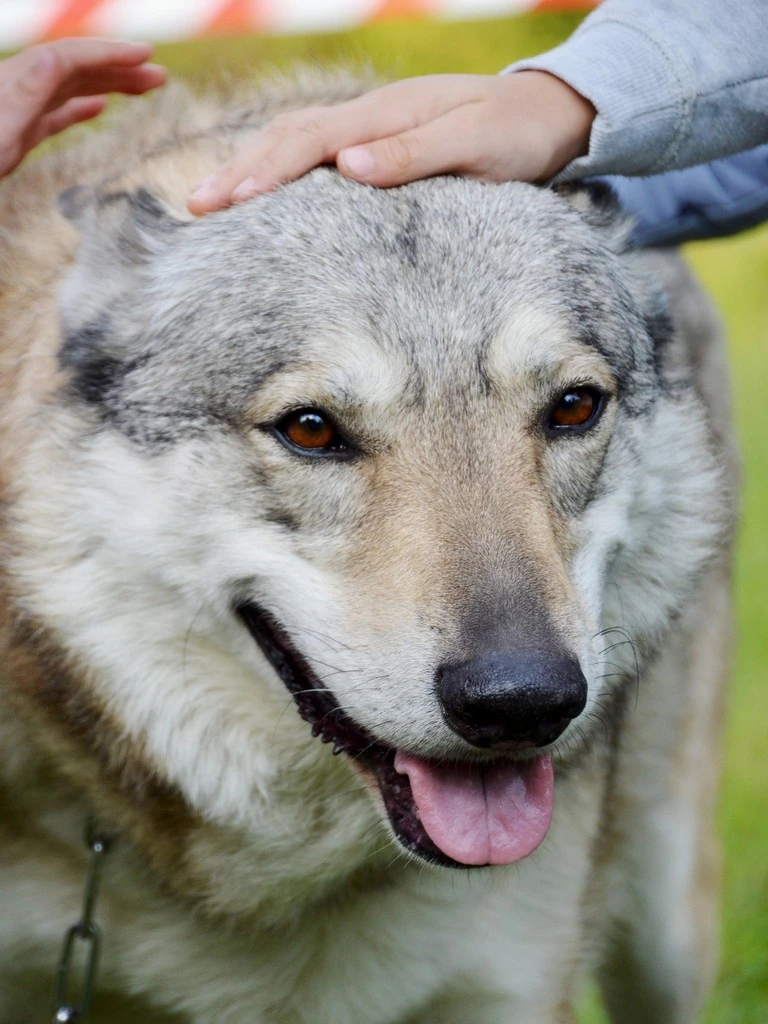 Lupo Cecoslovacco - Carattere, Addestramento e Salute - 08