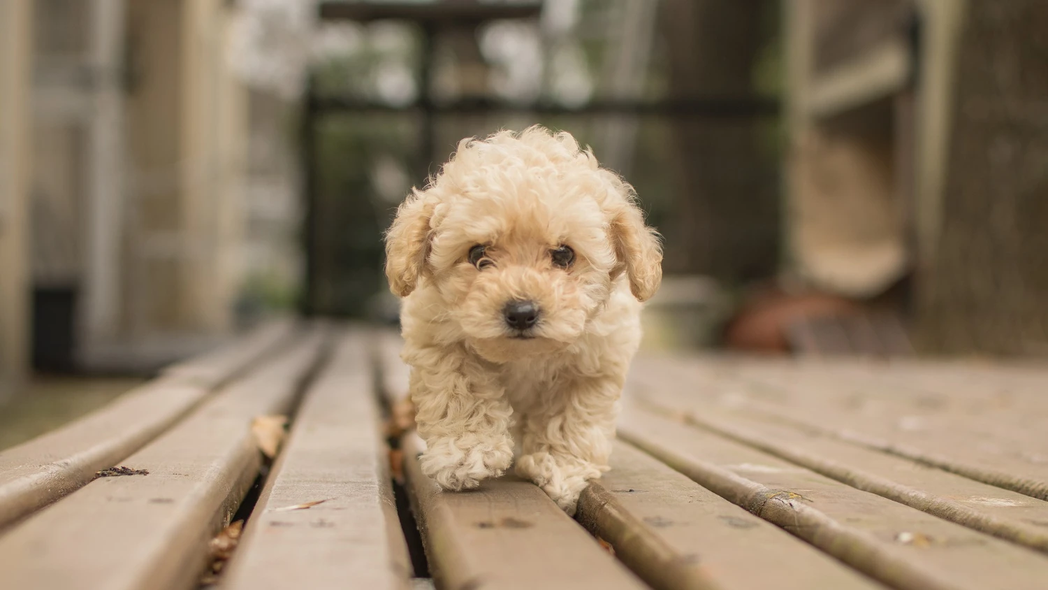 Cane maltipoo che cammina su un ponte di legno