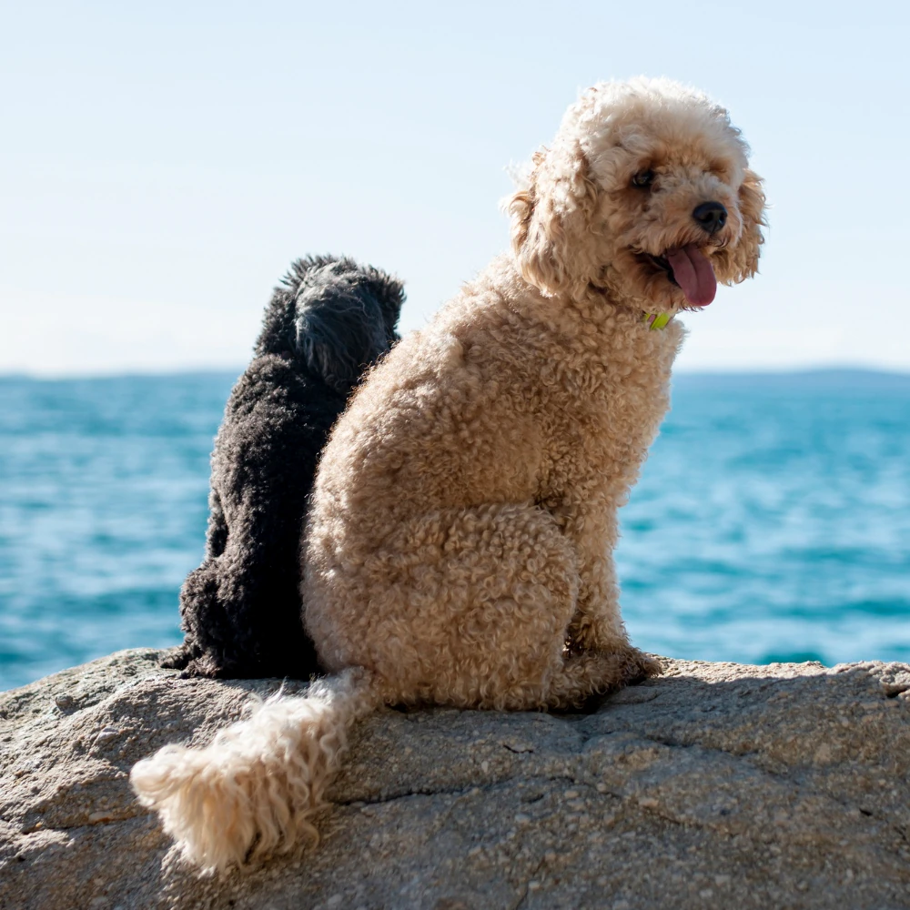 Maltipoo in riva al mare