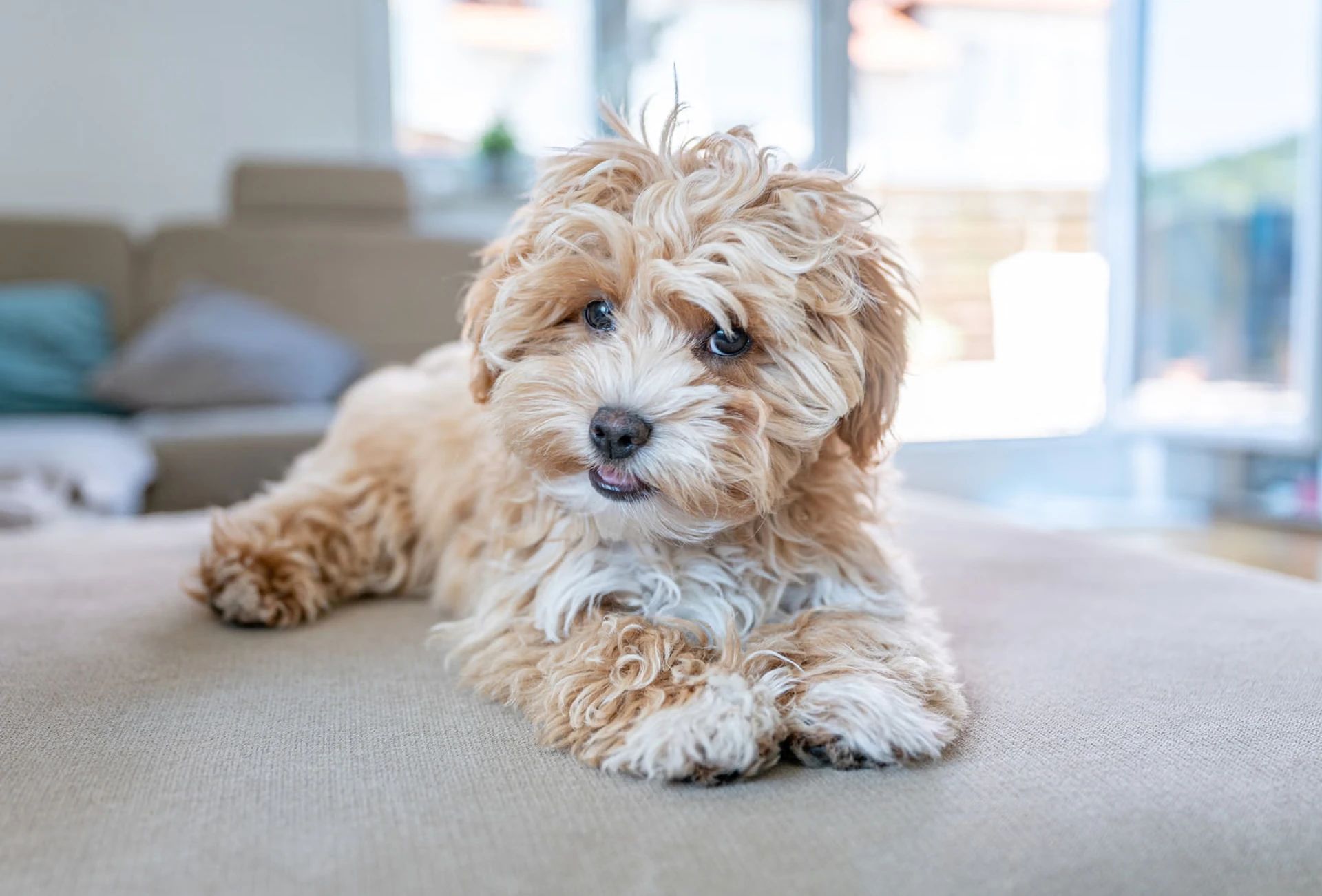 Maltipoo - Carattere, Addestramento e Salute - 04