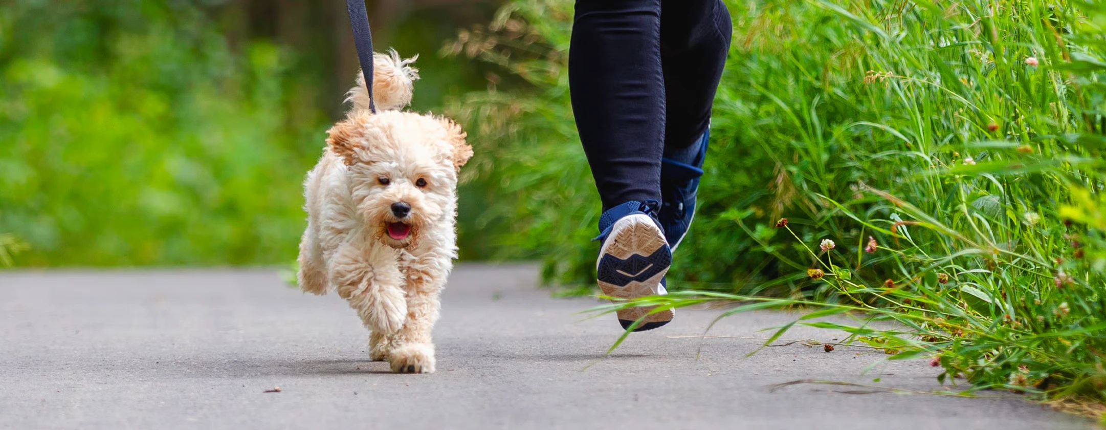 Maltipoo che fa jogging - 06