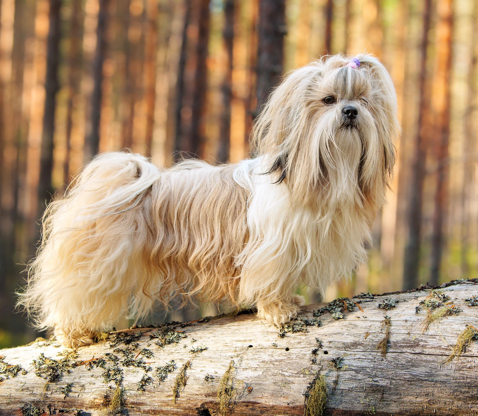 Shih Tzu - Carattere, Addestramento, Salute e Cura - 01