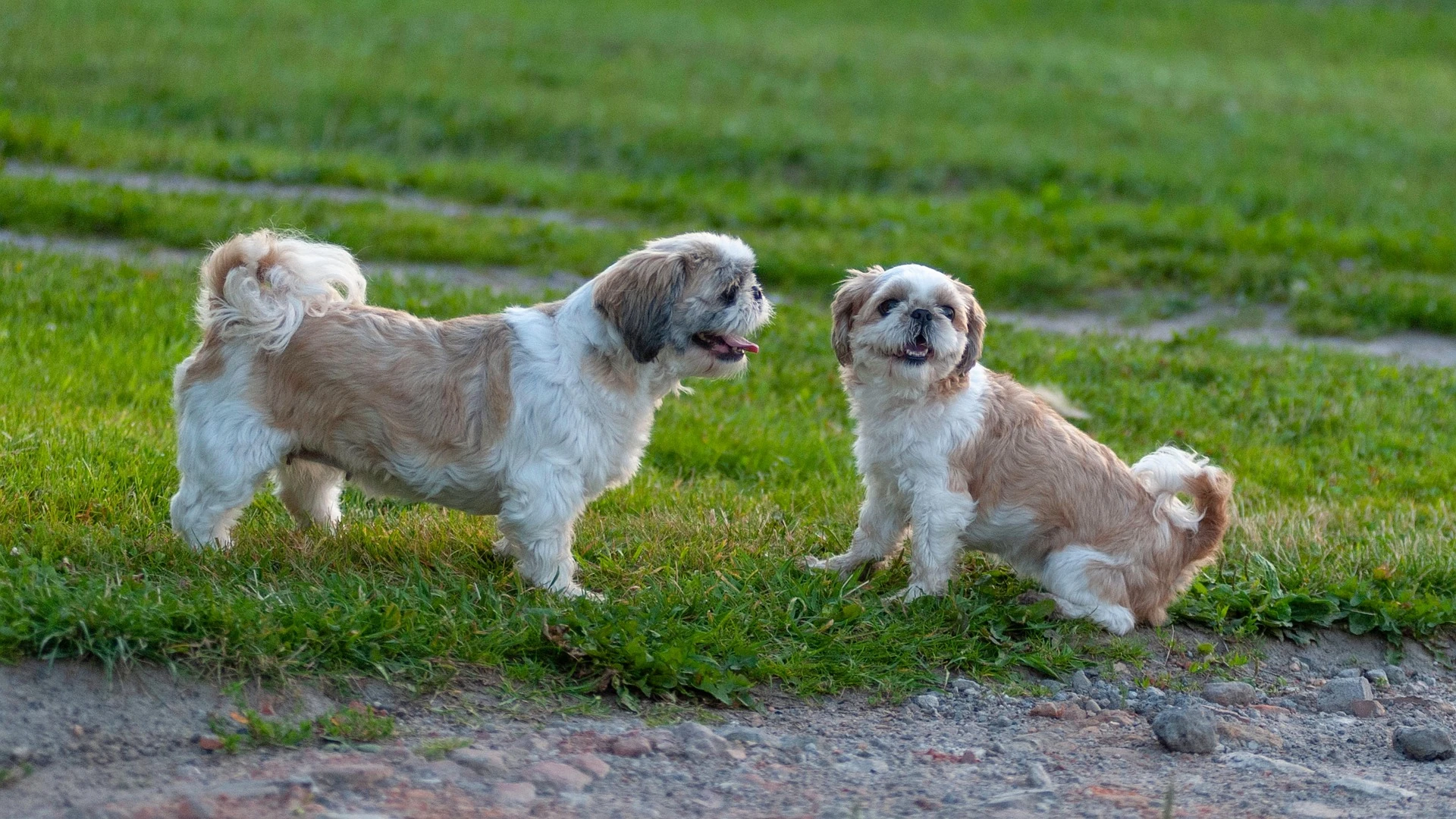 Shih Tzu - Carattere, Addestramento, Salute e Cura - 02