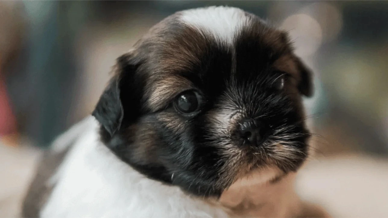 Shih Tzu - Carattere, Addestramento, Salute e Cura - 03