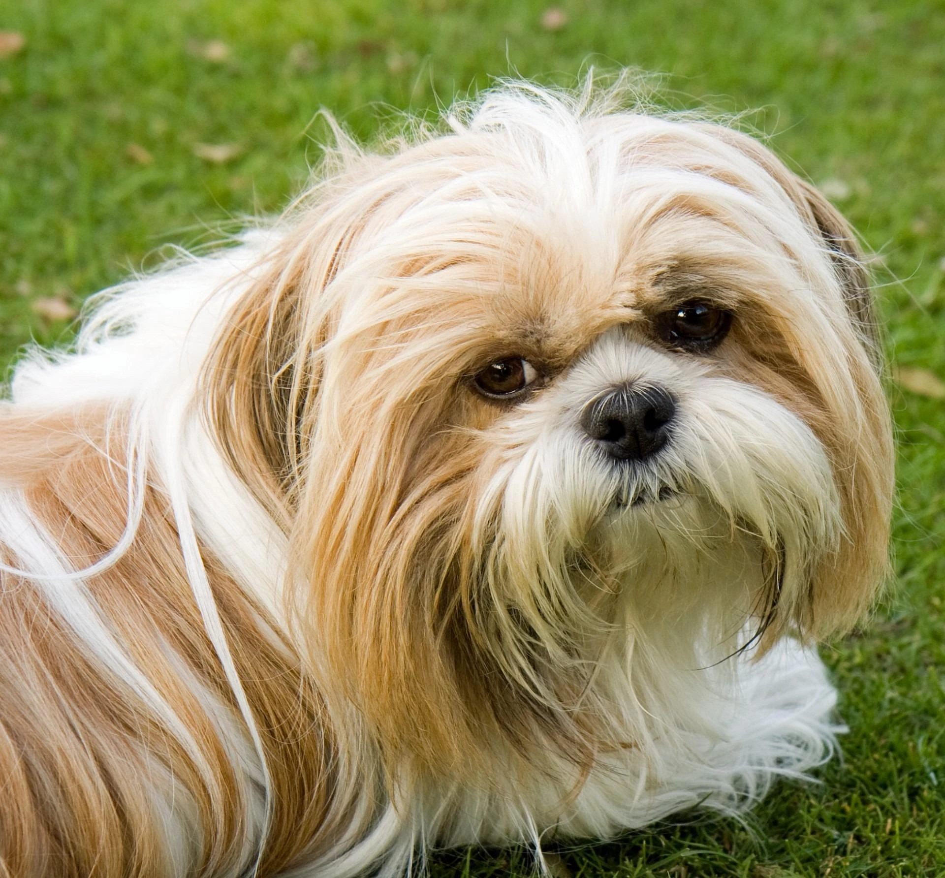 Shih Tzu - Carattere, Addestramento, Salute e Cura - 04
