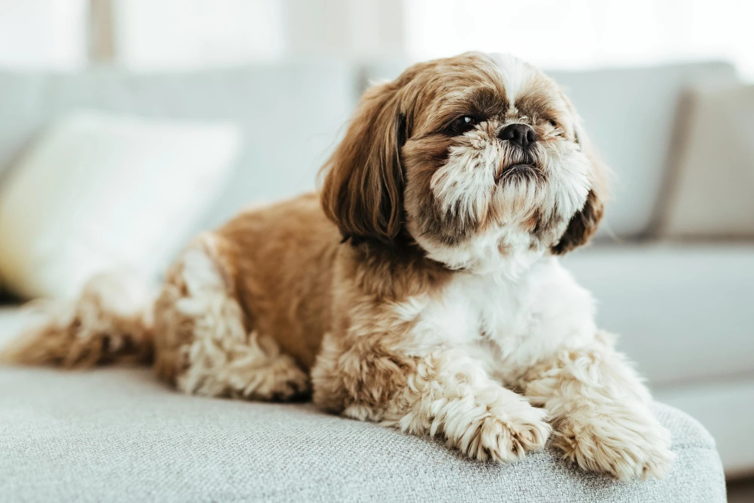 Shih Tzu - Carattere, Addestramento, Salute e Cura - 05