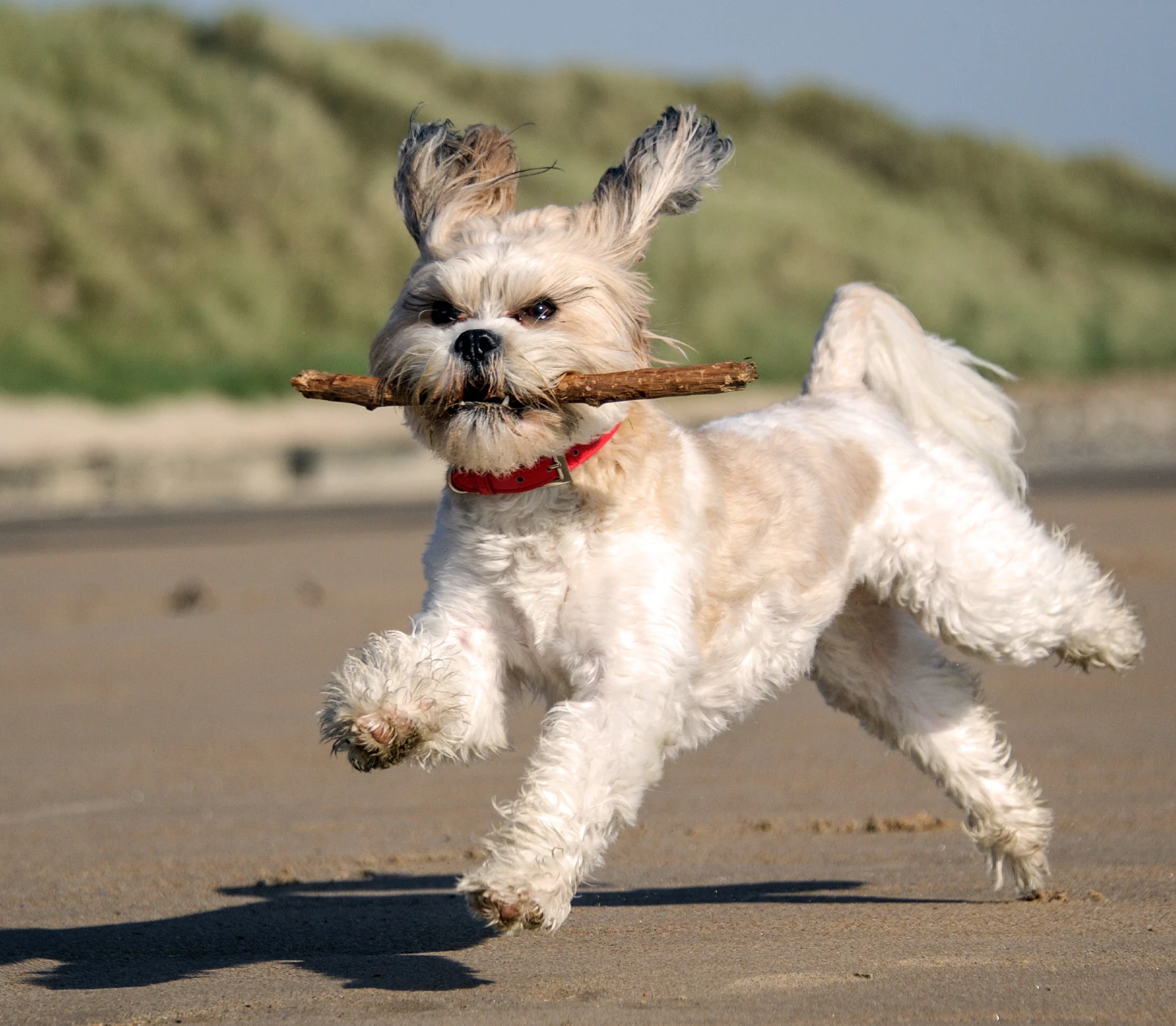 Shih Tzu - Carattere, Addestramento, Salute e Cura - 06