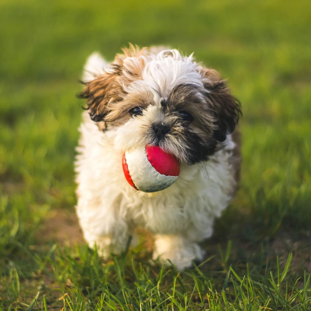 Shih Tzu - Carattere, Addestramento, Salute e Cura - 07