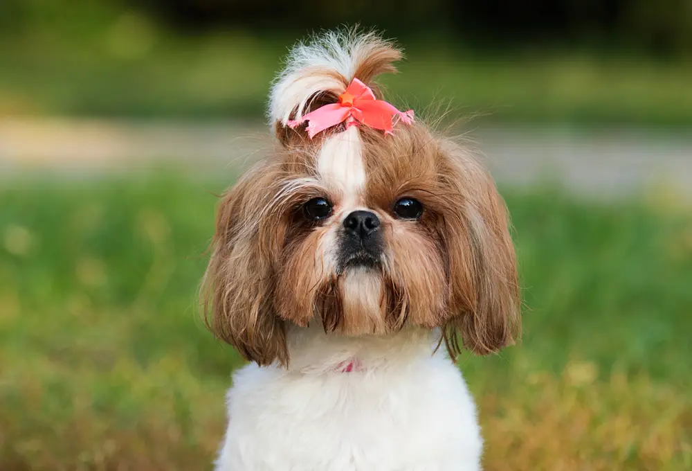 Shih Tzu - Carattere, Addestramento, Salute e Cura - 08