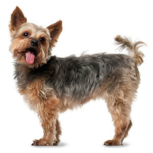 Yorskshire Terrier - Vista laterale