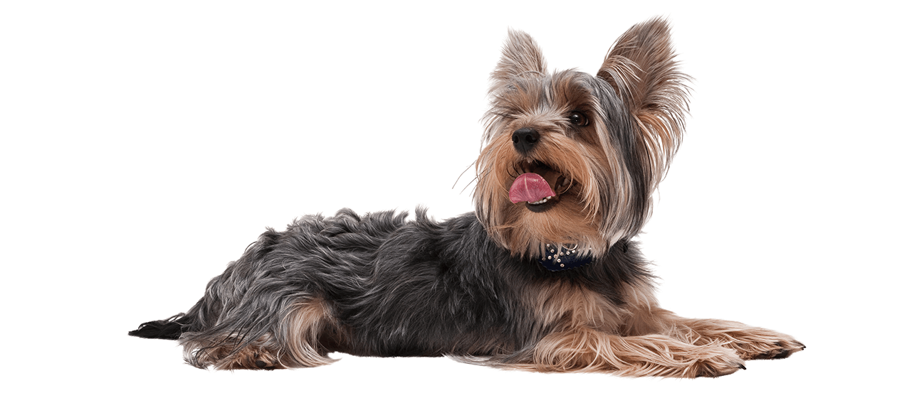 Yorkshire terrier sdraiato