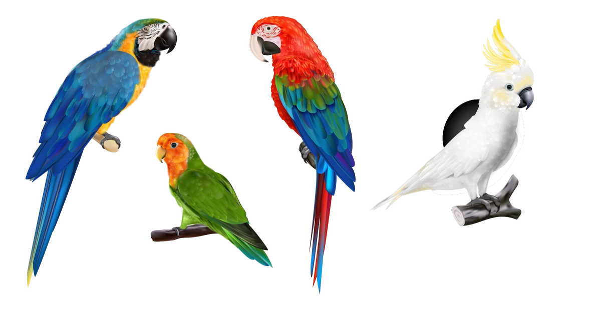 Pappagalli - guida completa