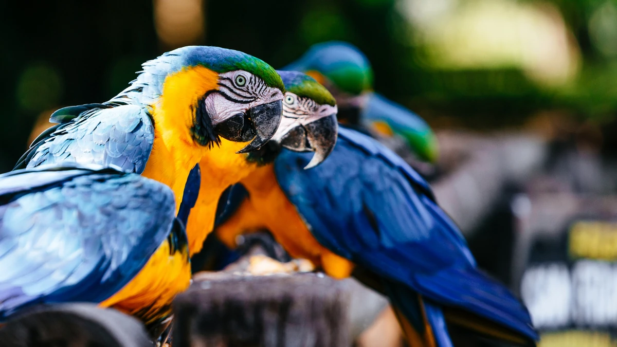 Primo piano di ara blu