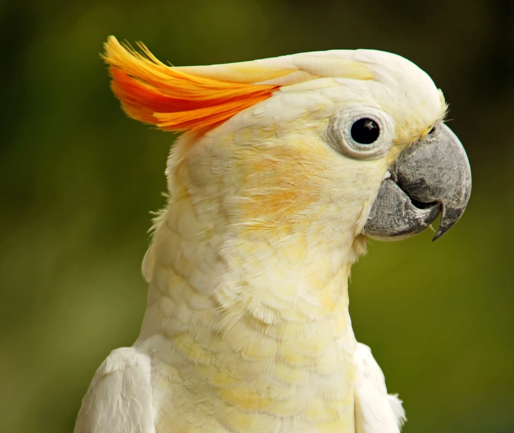 Cacatua dal ciuffo giallo