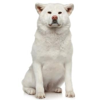 Akita inu