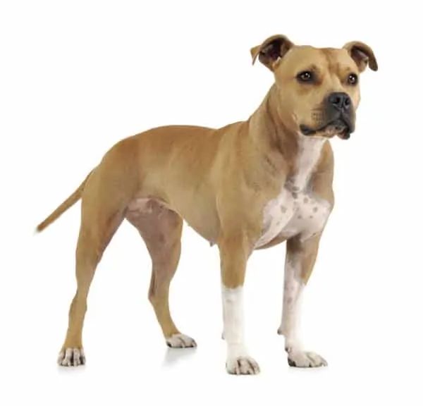 American Staffordshire Terrier
