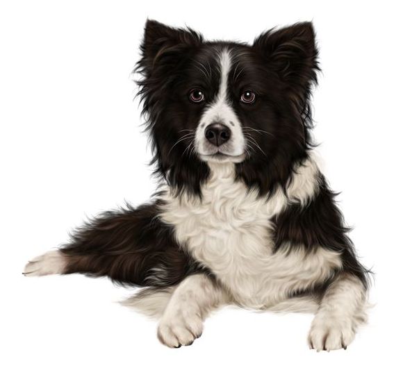 Border Collie