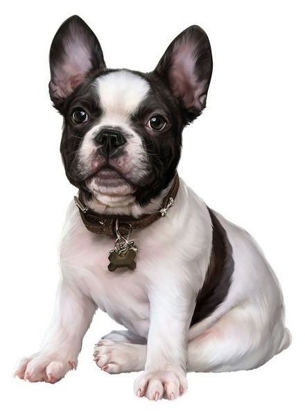 Bulldog Francese