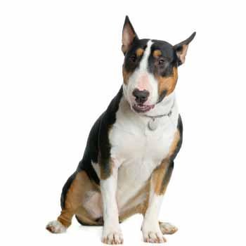 Bull Terrier