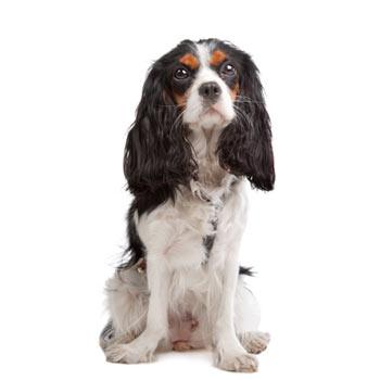 Cavalier King Charles Spaniel
