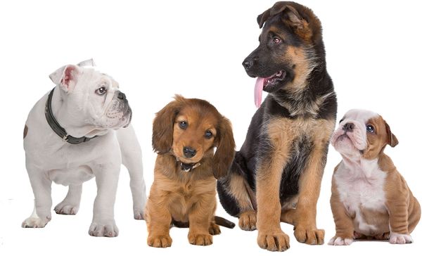 Sezione Cuccioli e Cani