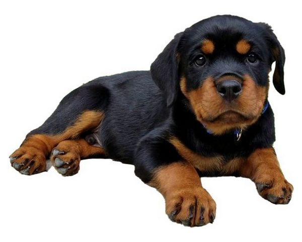 Rottweiler