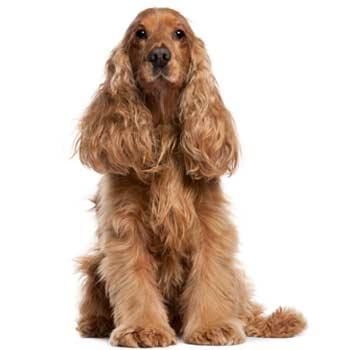 Cocker Spaniel