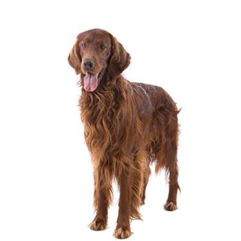 Setter