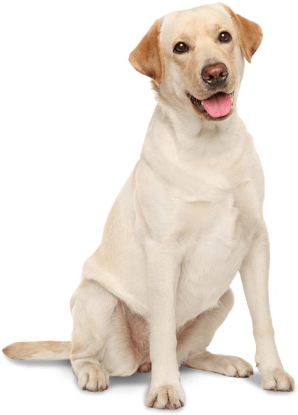 Labrador