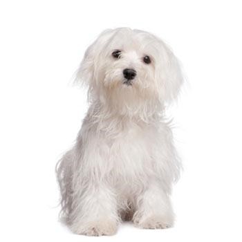 Maltese