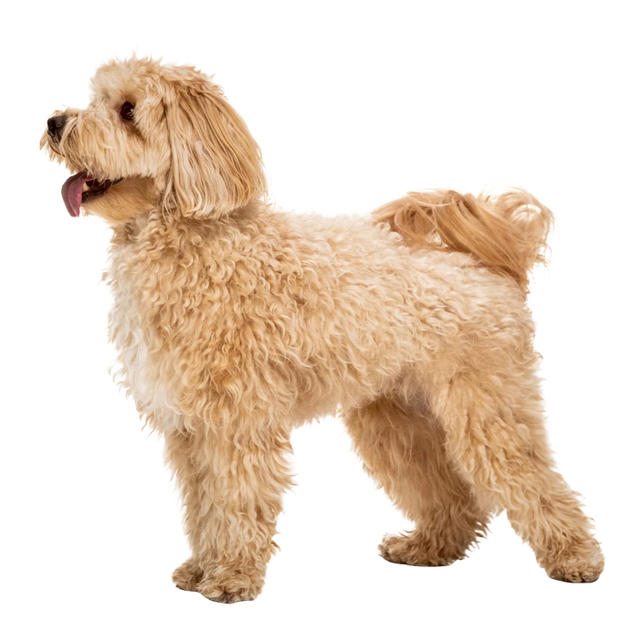 Maltipoo