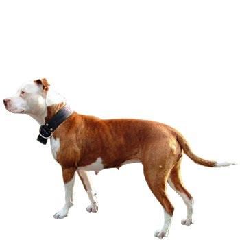 Pitbull Terrier