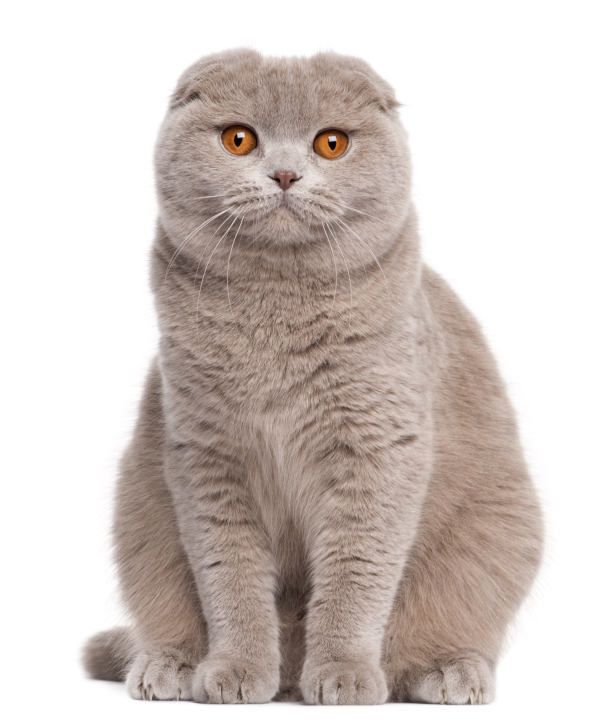 Scottish