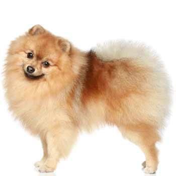 Pomerania