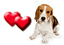Accoppiamento cani