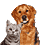 Animali