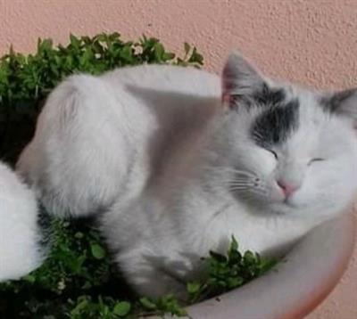 POLDINO, micio adulto, timido
