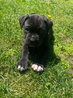 Bellissimi cuccioli di cane corso