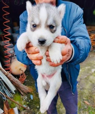 Siberian Husky cuccioli