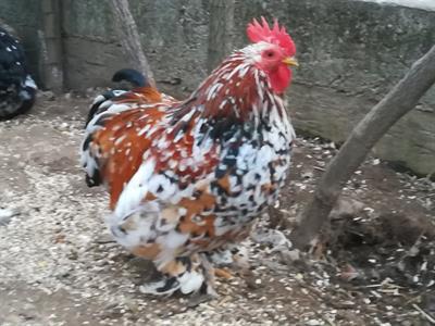 Coppia galline nane.