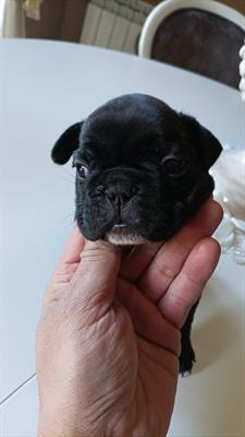 Vendo cuccioli buldog francese - Foto 5