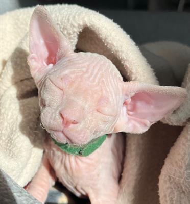 Sphynx cuccioli con pedigree - Foto 6