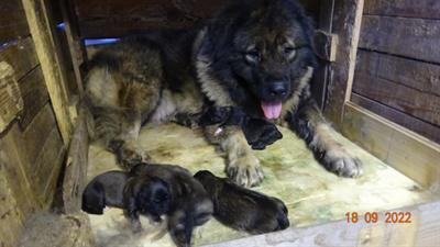 Cuccioli Pastore del caucaso in vendita - Anteprima 1