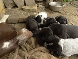 Braccopointer cuccioli