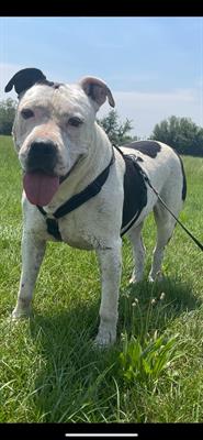 OBELIX - Super cane Spesso i nome vengono dati