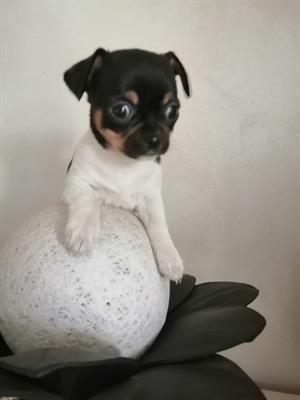 Cucciole di chihuahua
