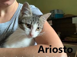 Cuccioli di gatto in regalo